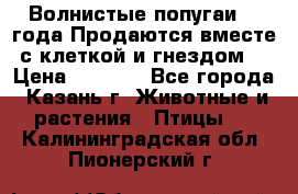 Волнистые попугаи, 2 года.Продаются вместе с клеткой и гнездом. › Цена ­ 2 800 - Все города, Казань г. Животные и растения » Птицы   . Калининградская обл.,Пионерский г.